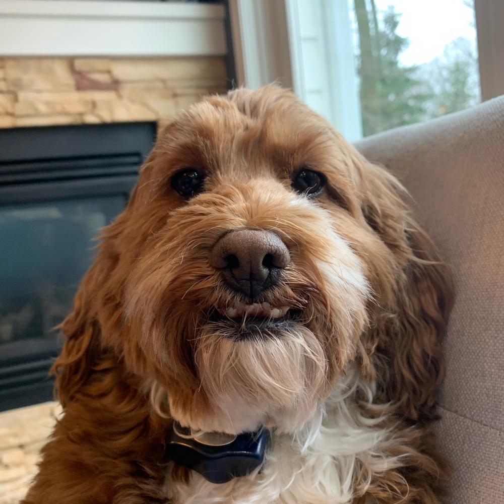 Meet your Posher, Savera